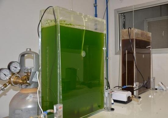 Embrapa identifica microalgas que geram biocombustveis