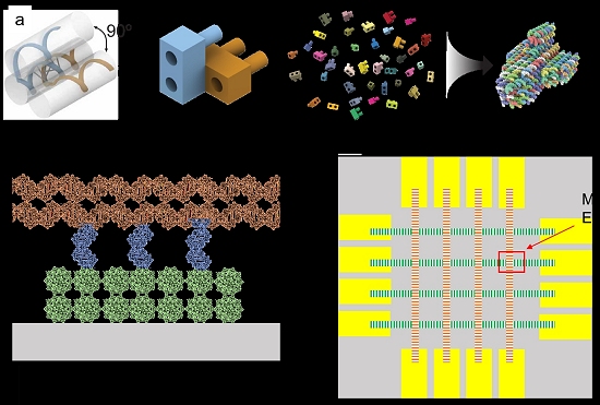 Biocomputao: ROM de DNA, rede neural viva e muito mais