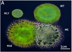 Bactrias coloridas podem ser cultivadas para produzir tintas metlicas