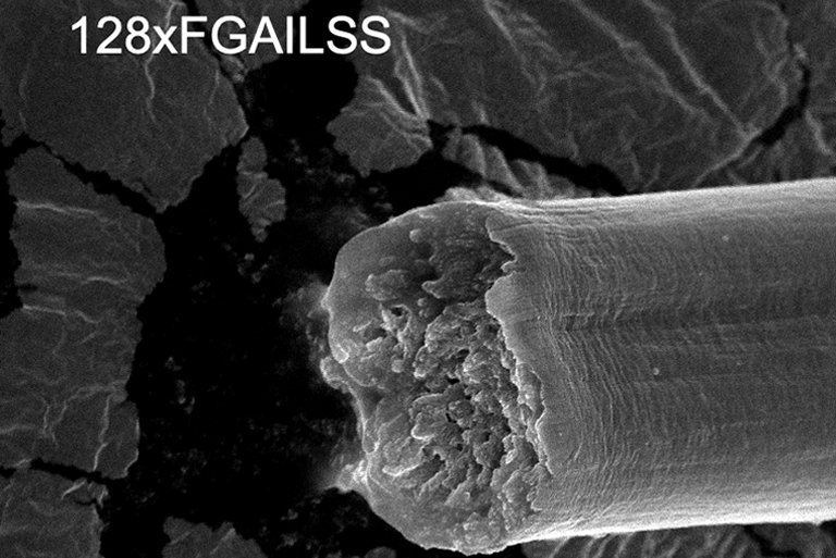 Bactrias produzem fibras mais fortes que ao e mais resistentes que Kevlar