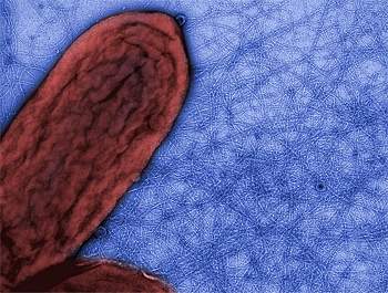 Bactéria produz nanofios 