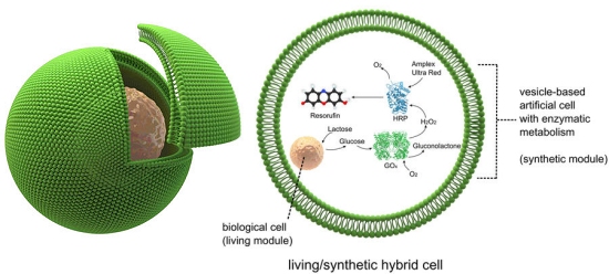 Clula hbrida artificial e biolgica funciona como fbrica qumica