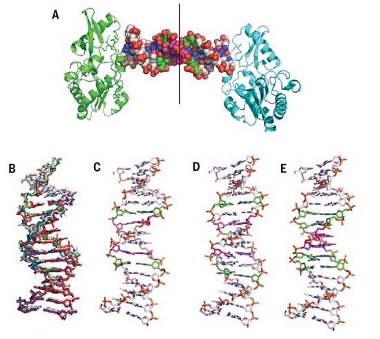 Hachimoji: DNA sinttico de oito letras ajuda a imaginar vida aliengena