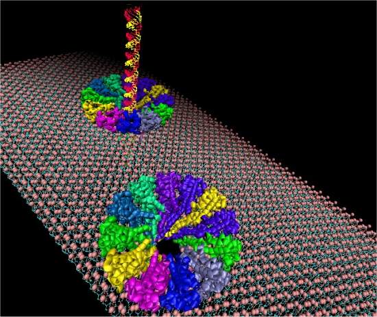 Nanomotor biossinttico  usado para criar poro artificial