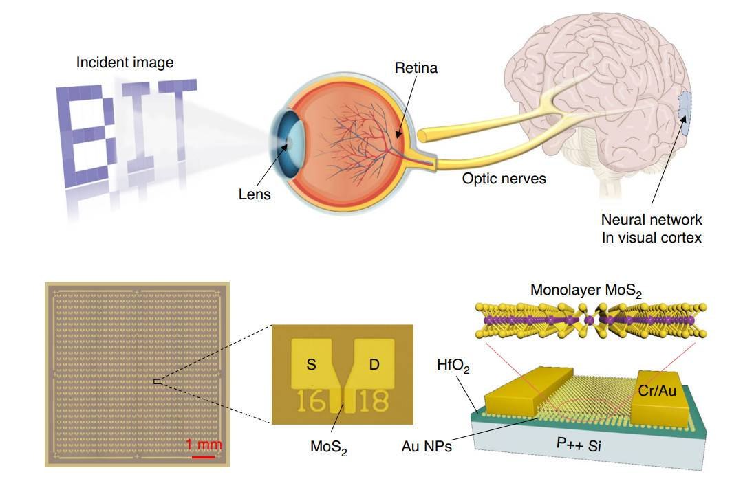 Chip neuromórfico optoeletrônico imita sistema visual humano