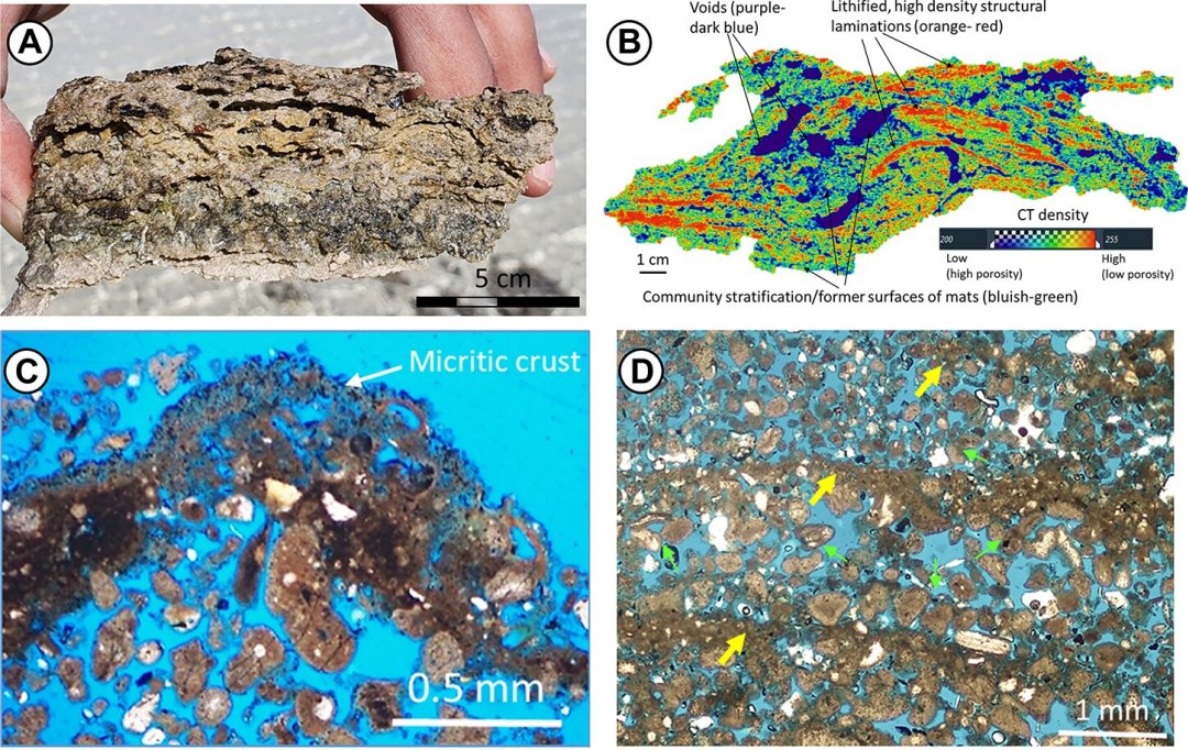 Descobertos novos vestgios da primeira forma de vida na Terra