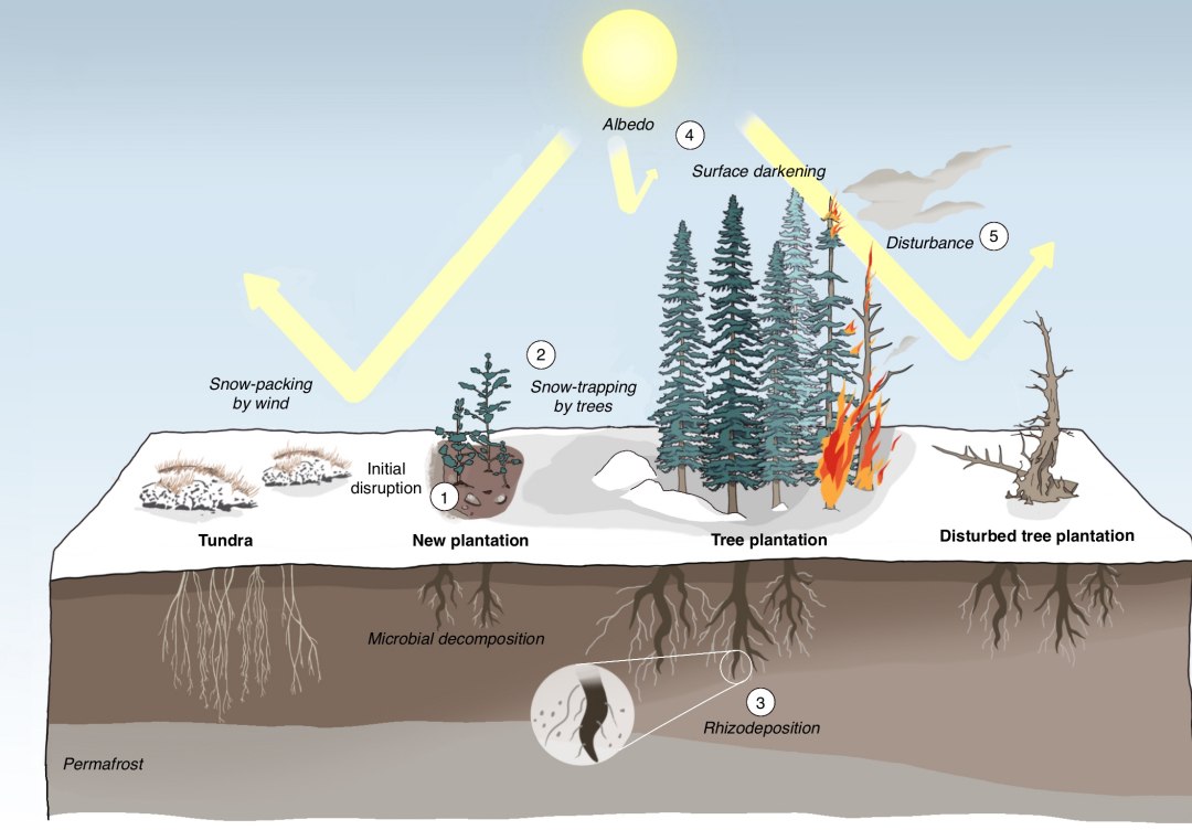 Plantar rvores no rtico pioraria o aquecimento global, dizem cientistas