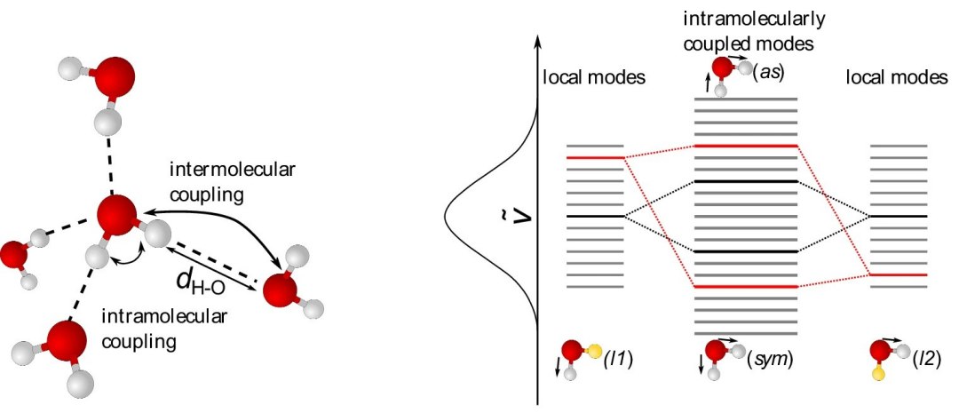 Liquid water molecules are inherently asymmetric: New insight into the bonds between water molecules