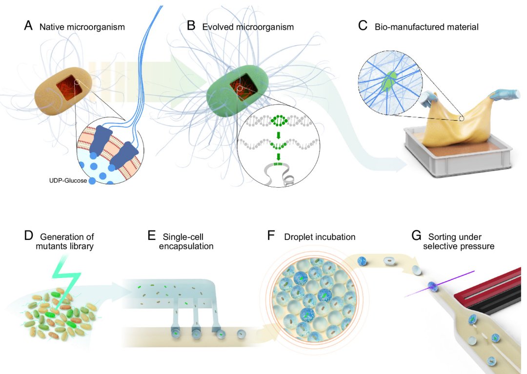 Biofabricao: Seleo natural forada desbanca edio gentica para transformar bactrias em fbricas