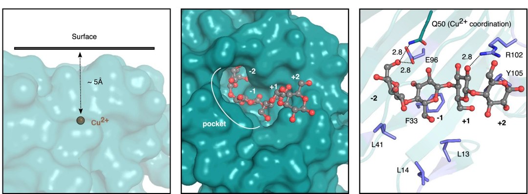 Substncia que quebra celulose dever revolucionar produo de biocombustveis