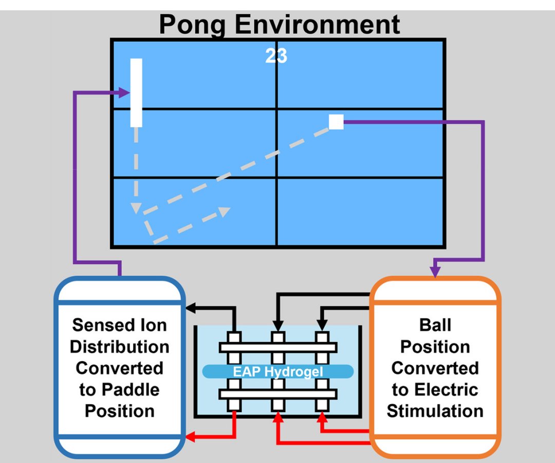 Inteligncia Material: Polmero eletroativo aprende a jogar Pong