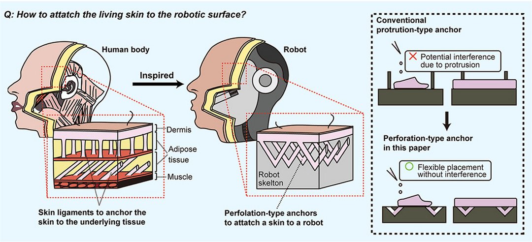 Robs com pele viva testam tecnologia til para a medicina