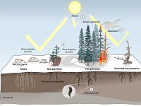 Plantar rvores para evitar o aquecimento global? Mesmo esta regra tem excees