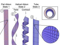 Nanomotor inspirado em bactrias apresenta potncia surpreendente